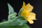 Velvetleaf - Pie-maker