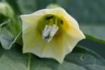 Longleaf Ground Cherry