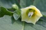 Longleaf Ground Cherry