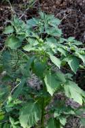 Longleaf Ground Cherry