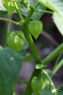 Longleaf Ground Cherry