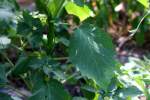 Longleaf Ground Cherry