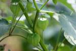 Longleaf Ground Cherry