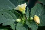 Longleaf Ground Cherry