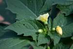 Longleaf Ground Cherry