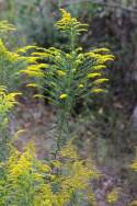 Canada Goldenrod