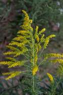 Canada Goldenrod