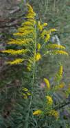 Canada Goldenrod