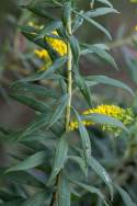 Canada Goldenrod