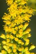 Canada Goldenrod