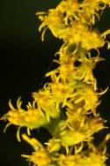 Canada Goldenrod