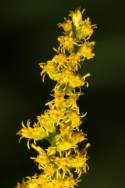 Canada Goldenrod