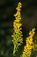 Canada Goldenrod