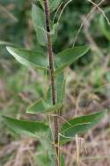 Slender Rosinweed