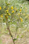 Slender Rosinweed