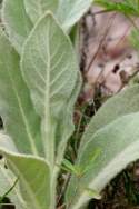 Common Mullein