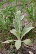 Common Mullein