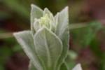 Common Mullein