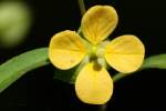 Shrubby Water Primrose