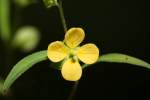 Shrubby Water Primrose