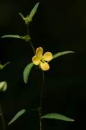 Shrubby Water Primrose