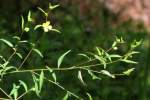 Shrubby Water Primrose