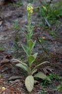 Common Mullein