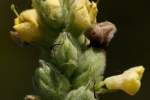 Common Mullein