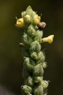 Common Mullein