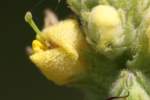 Common Mullein