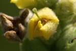 Common Mullein