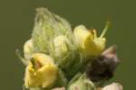 Common Mullein