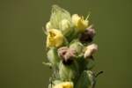 Common Mullein