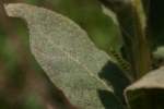 Common Mullein