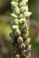 Common Mullein