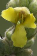 Common Mullein