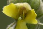 Common Mullein