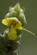 Common Mullein