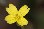 Threadleaf Evening Primrose