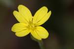 Threadleaf Evening Primrose