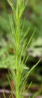 Threadleaf Evening Primrose