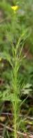 Threadleaf Evening Primrose