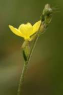 Threadleaf Evening Primrose