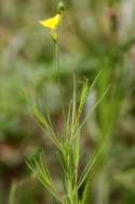 Threadleaf Evening Primrose