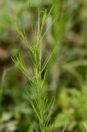 Threadleaf Evening Primrose