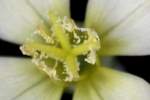 Cutleaf Evening Primrose