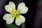 Cutleaf Evening Primrose