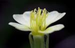 Cutleaf Evening Primrose