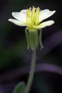 Cutleaf Evening Primrose