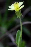 Cutleaf Evening Primrose